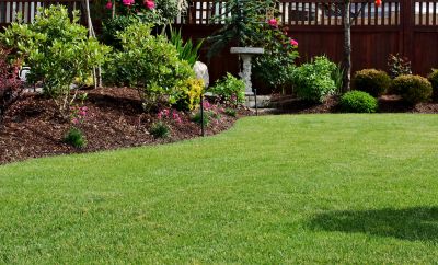 Healthy Lawn Growth